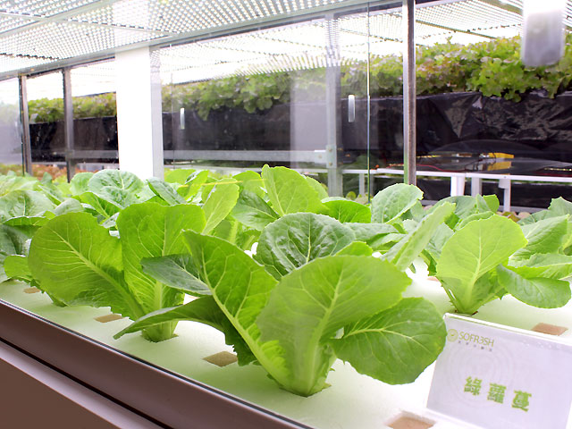 植物照明市場將進(jìn)入增長期 四個關(guān)鍵點需注意