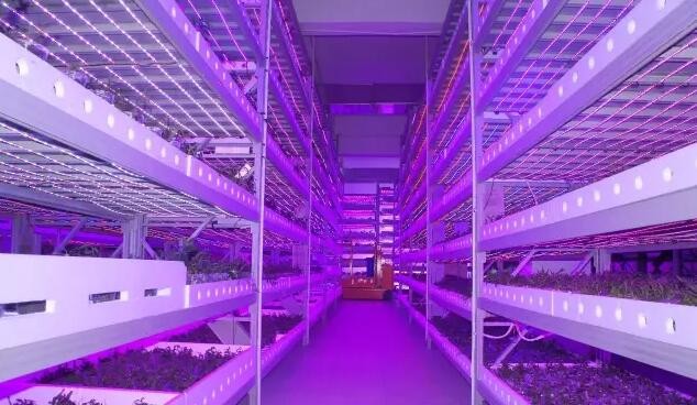 植物照明市場將進(jìn)入增長期 四個關(guān)鍵點需注意