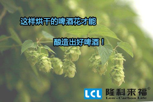 空氣能熱泵烘干的啤酒花才能釀造出好啤酒！